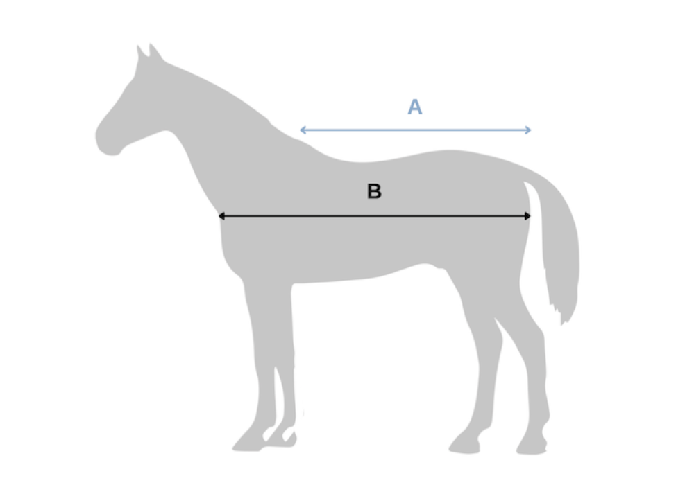 Guide des tailles des couvertures pour chevaux AF SPORT